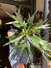 Load image into Gallery viewer, Platycerium bifurcatum / Staghorn Fern - *Local Delivery or Local Pick Up Only*
