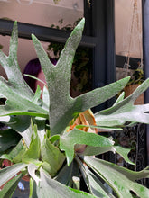 Load image into Gallery viewer, Platycerium bifurcatum / Staghorn Fern - *Local Delivery or Local Pick Up Only*
