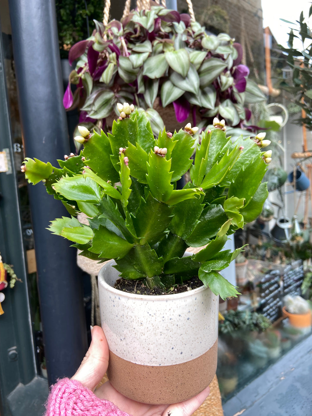 Schlumbergera 9cm Pot - Christmas Cactus