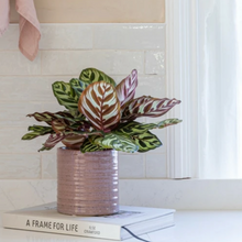 Load image into Gallery viewer, Reactive Rustic Rose Plant Pots
