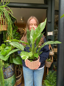 Spathiphyllum diamond - Variegated Peace Lily