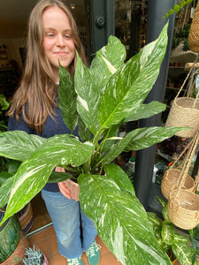 Spathiphyllum diamond - Variegated Peace Lily