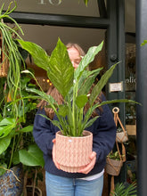 Load image into Gallery viewer, Spathiphyllum diamond - Variegated Peace Lily
