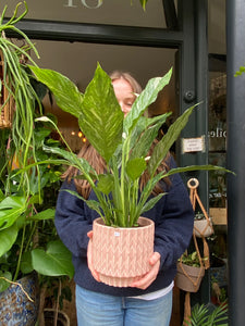 Spathiphyllum diamond - Variegated Peace Lily