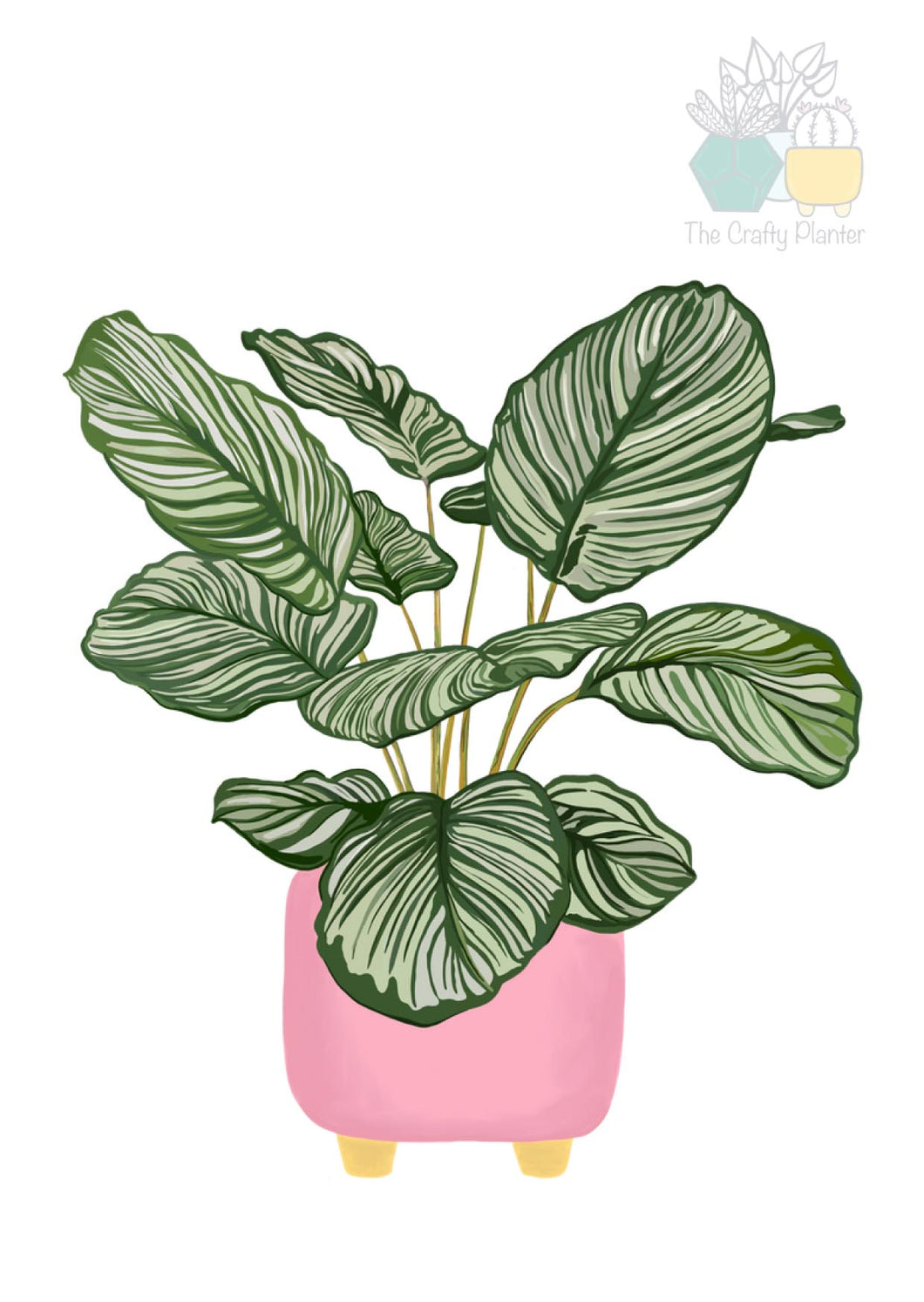 The Crafty Planter Calathea Orbifolia Card