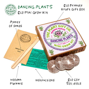 Eco Mini Grow Kit - Dancing Plants / Mimosa Pudica