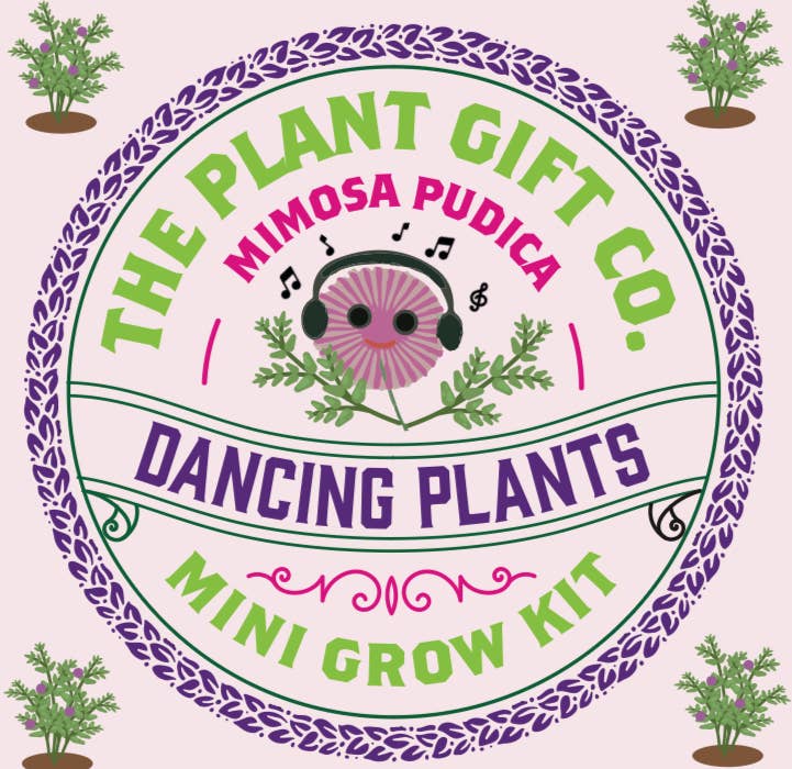 Eco Mini Grow Kit - Dancing Plants / Mimosa Pudica