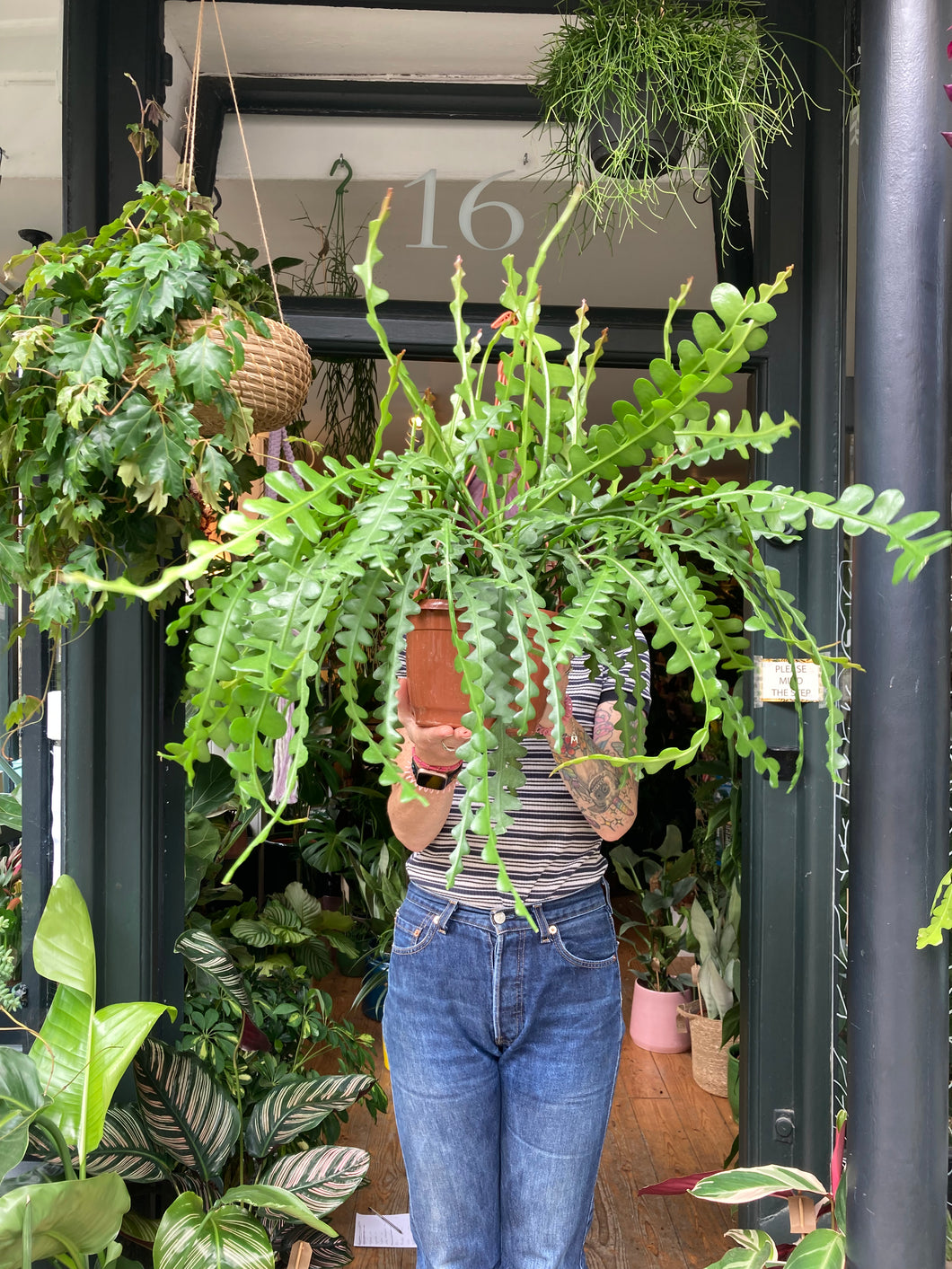 Epiphyllum anguliger XL - Fishbone Cactus