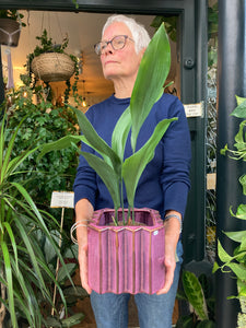 Aspidistra elatior - Cast Iron Plant