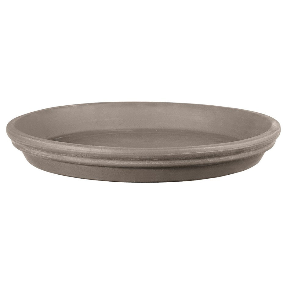 Grey Saucers Pilea – Shop Plant Terracotta