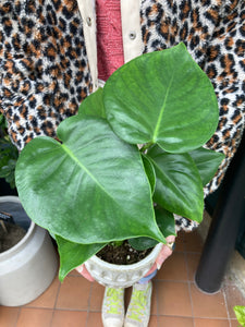 Monstera deliciosa / Cheese Plant - 12cm Pot