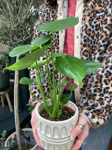 Monstera deliciosa / Cheese Plant - 12cm Pot