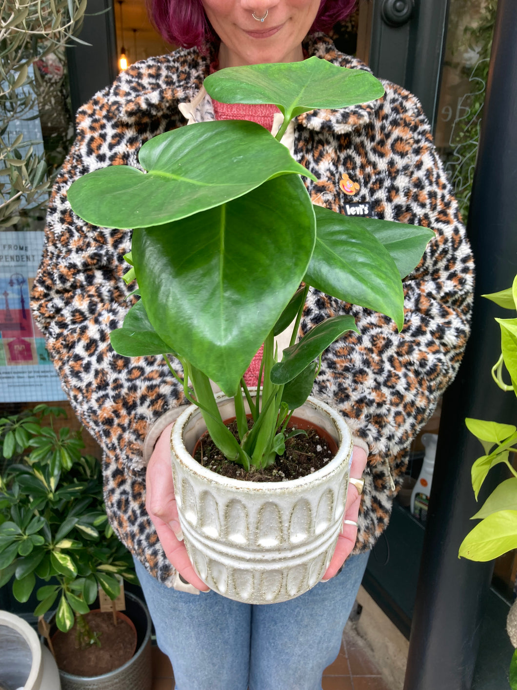 Monstera deliciosa / Cheese Plant - 12cm Pot