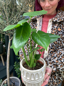 Monstera deliciosa / Cheese Plant - 12cm Pot