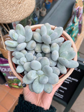 Load image into Gallery viewer, Pachyphytum oviferum / Moonstones - 12cm Pot
