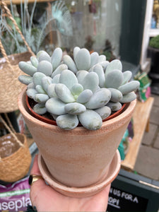 Pachyphytum oviferum / Moonstones - 12cm Pot