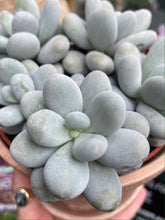 Load image into Gallery viewer, Pachyphytum oviferum / Moonstones - 12cm Pot
