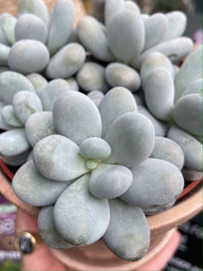 Pachyphytum oviferum / Moonstones - 12cm Pot