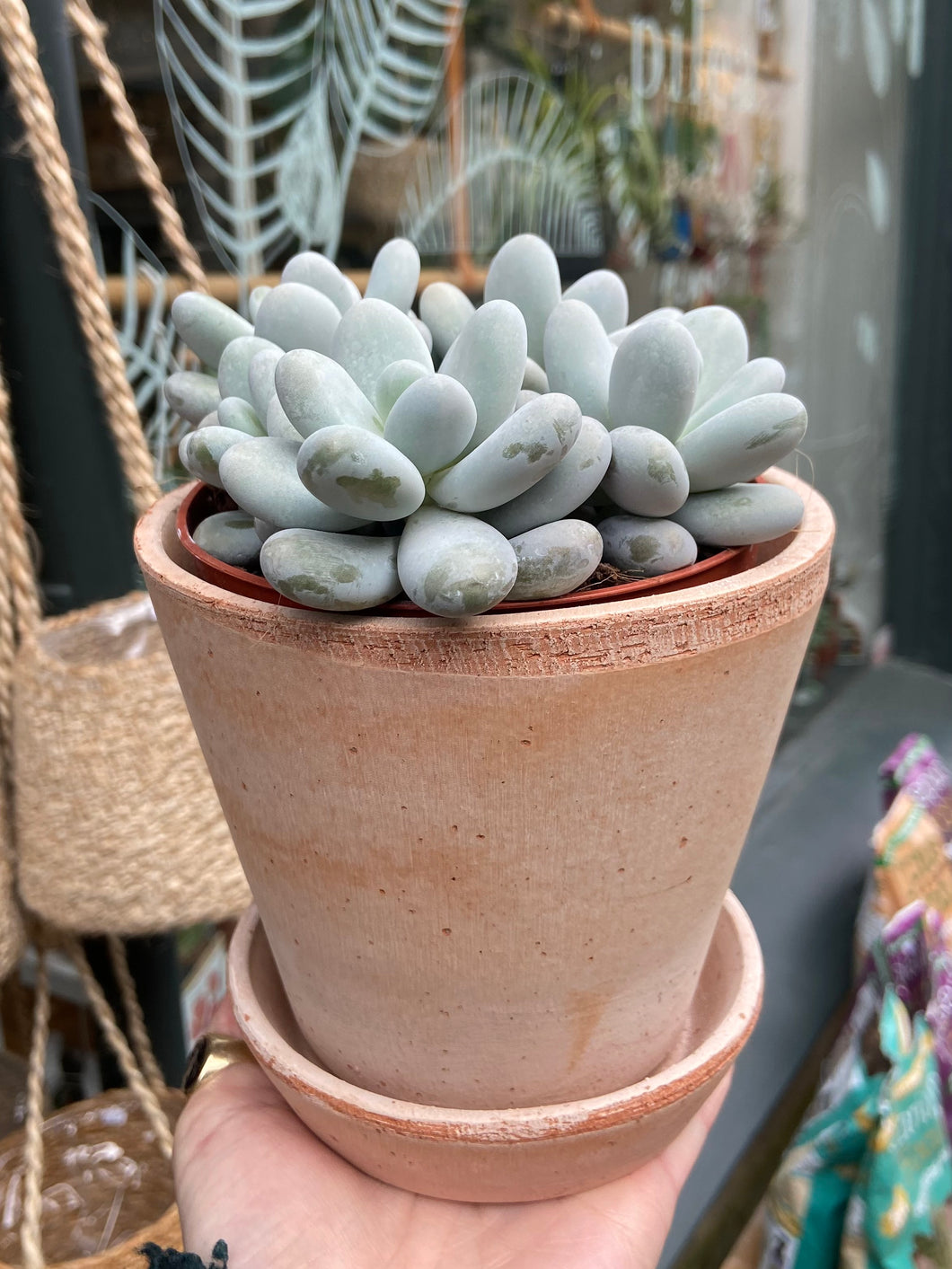 Pachyphytum oviferum / Moonstones - 12cm Pot