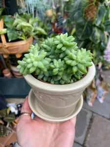 Sedum burrito 8cm Pot - Burros Tail