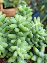 Load image into Gallery viewer, Sedum burrito 8cm Pot - Burros Tail
