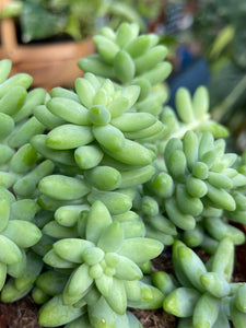 Sedum burrito 8cm Pot - Burros Tail