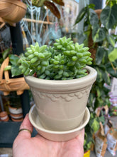 Load image into Gallery viewer, Sedum burrito 8cm Pot - Burros Tail
