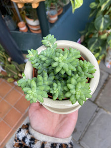 Sedum burrito 8cm Pot - Burros Tail