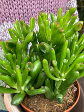 Load image into Gallery viewer, Crassula ovata Hobbit - Jade Plant
