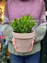 Load image into Gallery viewer, Crassula ovata Hobbit - Jade Plant
